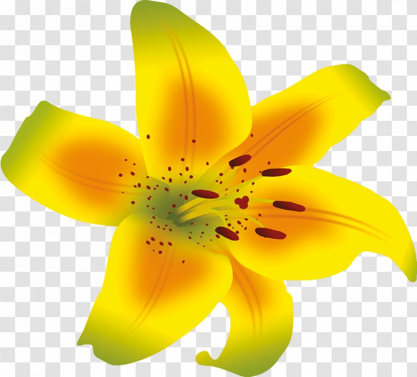 Pollen Daylily Lily M - Yellow - Lilium Flower Transparent PNG