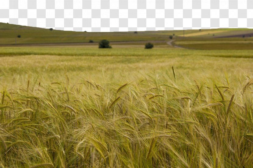 Barley Triticale Cereal - Harvest - Green Wheat Field Transparent PNG