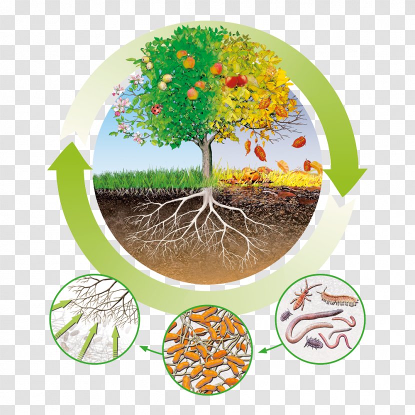 Fertilisers Humus Nutrient Circular Economy Organic Matter - Balkon Transparent PNG
