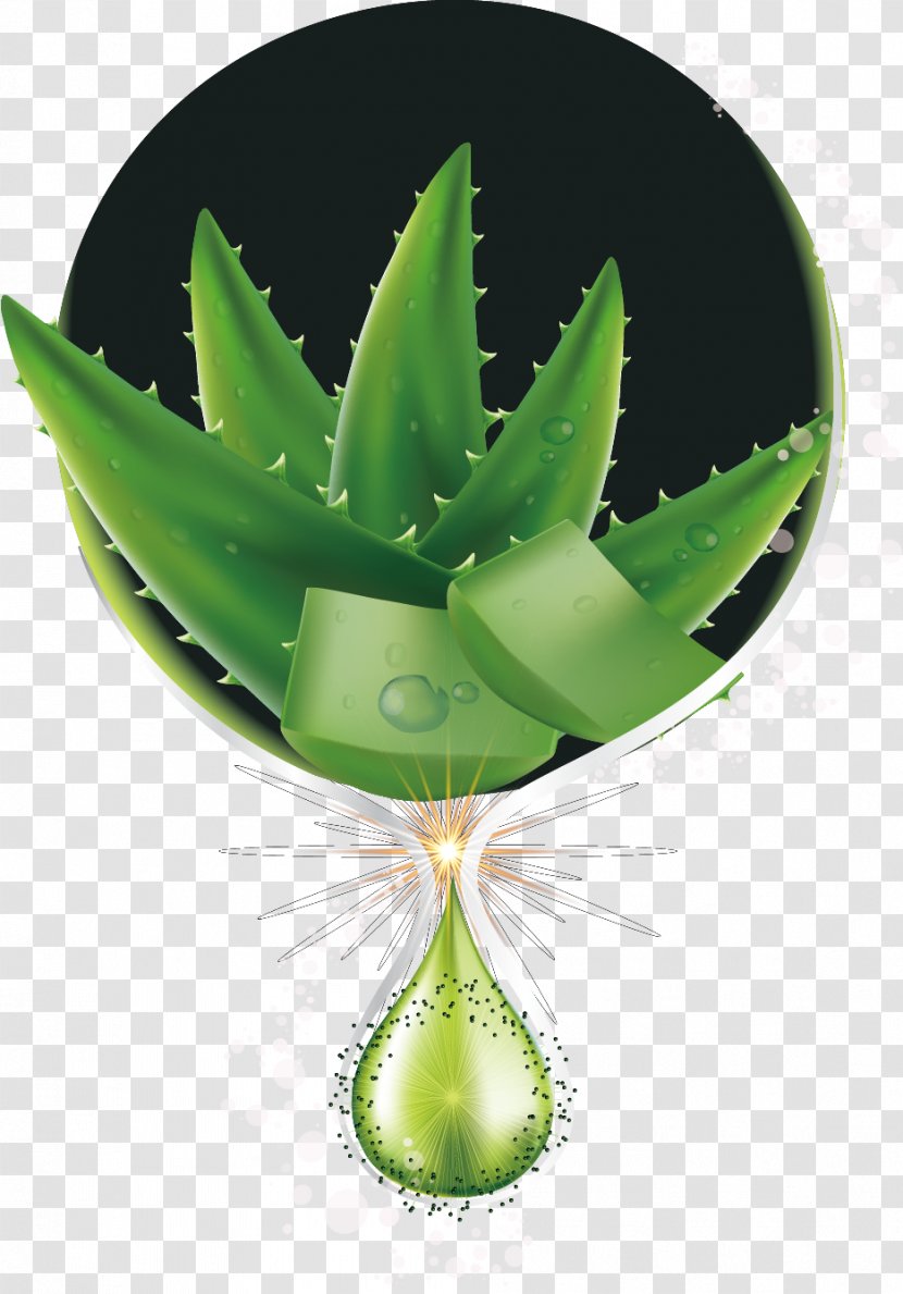 Aloe Vera Euclidean Vector Cosmetics - Plant Transparent PNG