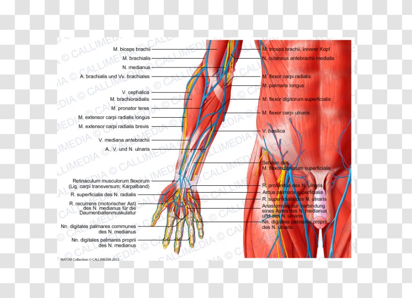 Anterior Compartment Of The Forearm Muscle Anatomy Elbow - Tree - Hand Transparent PNG