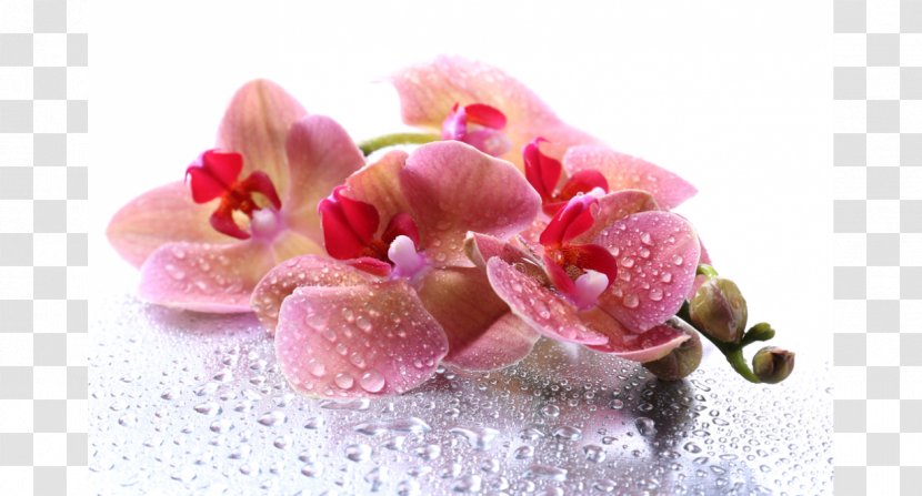 Inter'yernyye Resheniya. Zhalyuzi Скинали Студия дизайна Glass Photography - Flower - Orchid Transparent PNG
