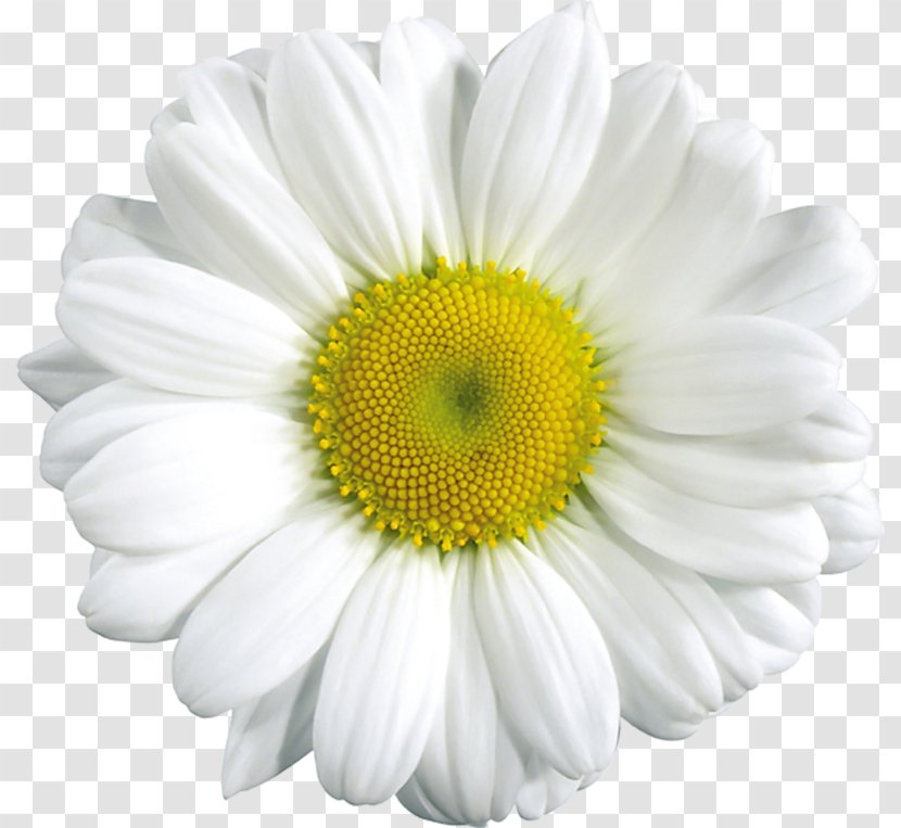 Common Daisy Family Flower Clip Art - Oxeye Transparent PNG