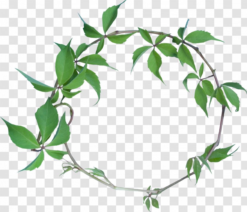 Flower - Plant - Green Leaf Garland Transparent PNG