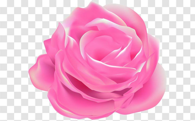 Garden Roses Cabbage Rose Pink Floribunda - Nightingale And The Transparent PNG