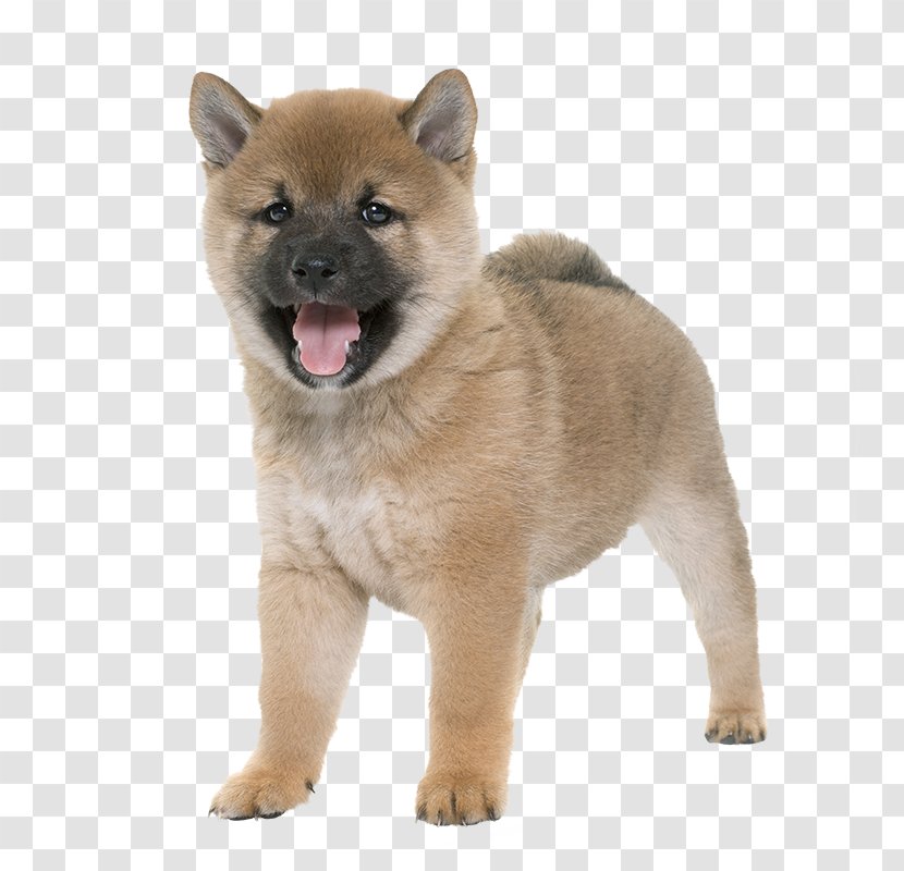 Saarloos Wolfdog Shikoku Dog Kunming Norwegian Elkhound Czechoslovakian - Buhund - Puppy Transparent PNG