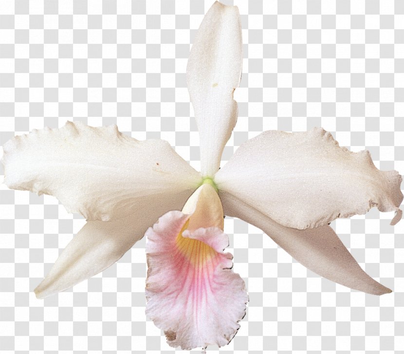 Cattleya Labiata Orchids Flower Clip Art - White Bow Transparent PNG