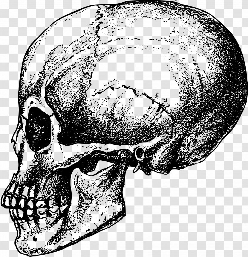 Human Skull Bone Skeleton Jaw - Monochrome Transparent PNG
