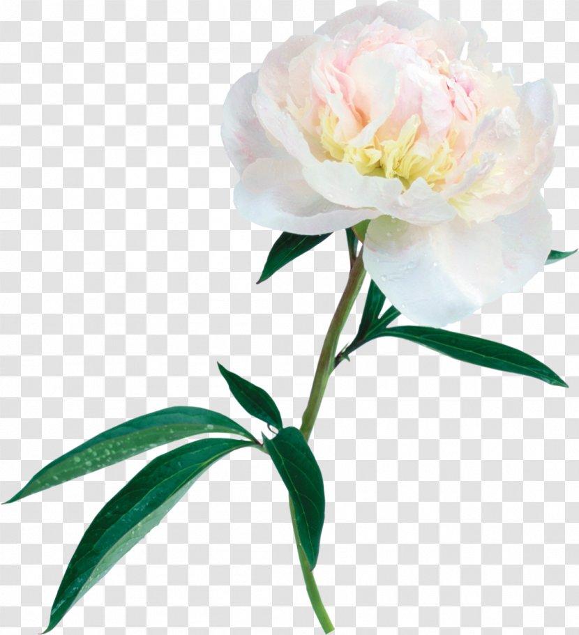 Flower Peony Clip Art - Petal Transparent PNG