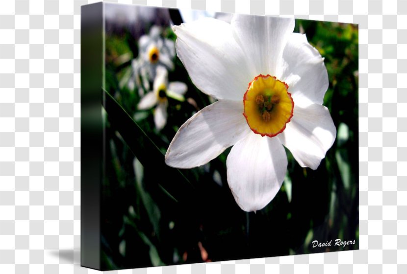 Wildflower - Amaryllis Family - Narcissus Transparent PNG