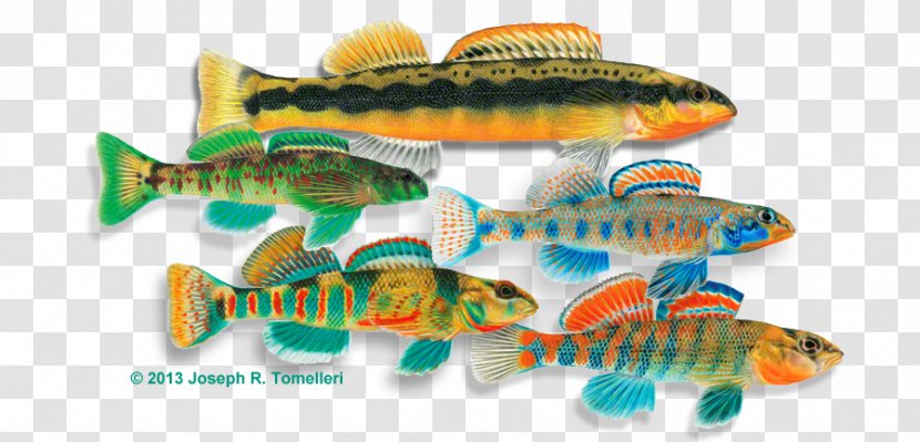Rainbow Darter Fishing Freshwater Fish - Northern Snakehead Transparent PNG