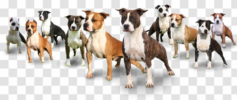American Staffordshire Terrier Bull Australian Cattle Dog Mustang Transparent PNG