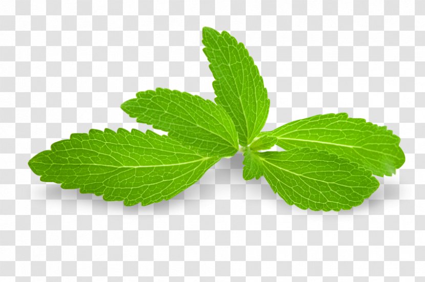 Stevia Peppermint Sugar Substitute Ingredient - Mint Transparent PNG