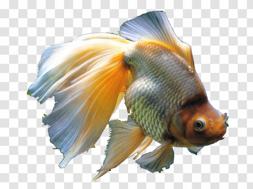 Common Goldfish Veiltail Koi Aquarium - Tail - Spilled Water Transparent PNG