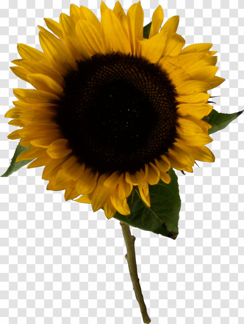 Common Sunflower Clip Art - Seed - Oil Transparent PNG