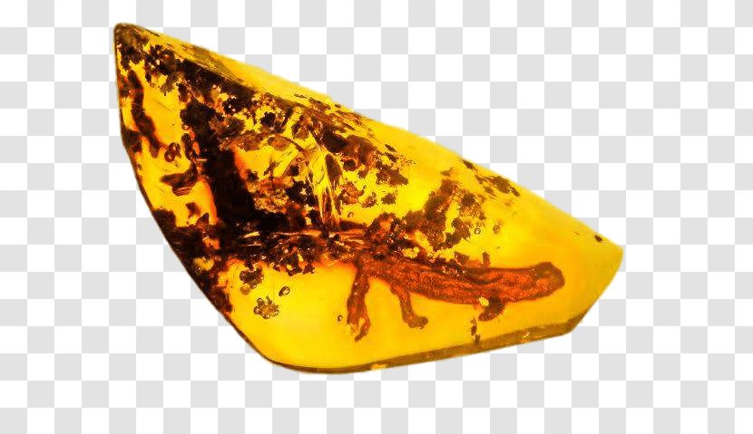 Salamanders In Folklore Amber Fire Salamander Warhammer 40,000 Transparent PNG