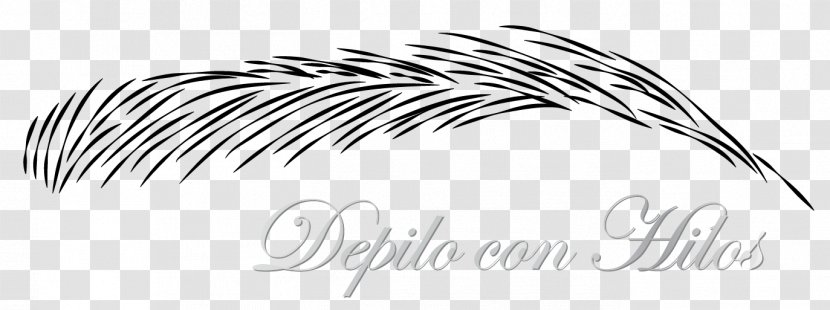 Line Art Drawing Feather - Eyelash - Design Transparent PNG