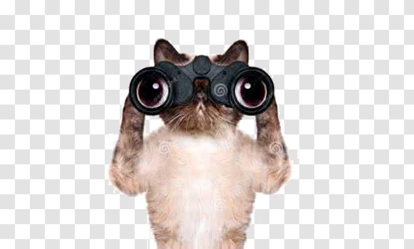 Dachshund Cat Kitten Binoculars Stock Photography - Veterinarian - Detective Transparent PNG