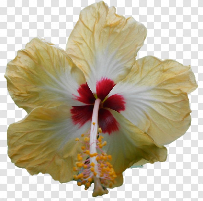Shoeblackplant Hibiscus - Plant - Darshan Transparent PNG