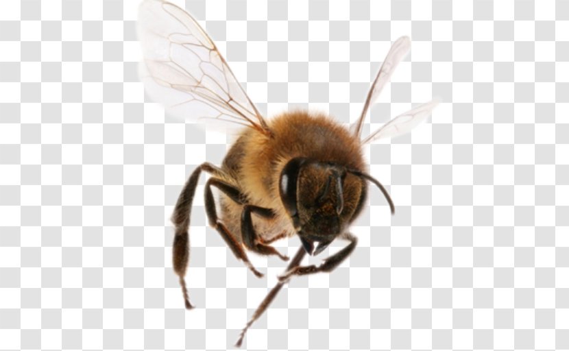 Western Honey Bee Insect Beehive Removal Transparent PNG