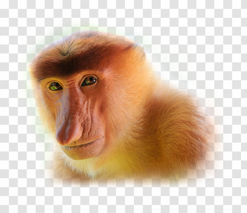 Proboscis Monkey Javan Surili Lutung Transparent PNG