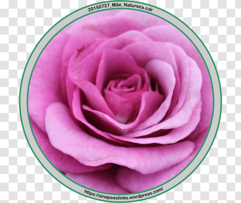 Garden Roses Cabbage Rose Petal Close-up - Order - Natureza Transparent PNG