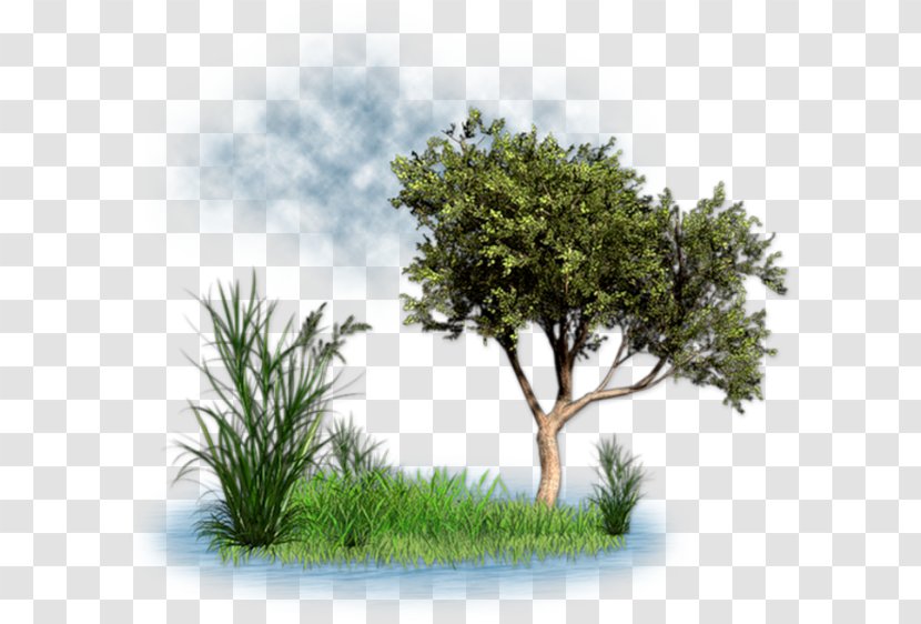 Blog Clip Art - Evergreen Transparent PNG