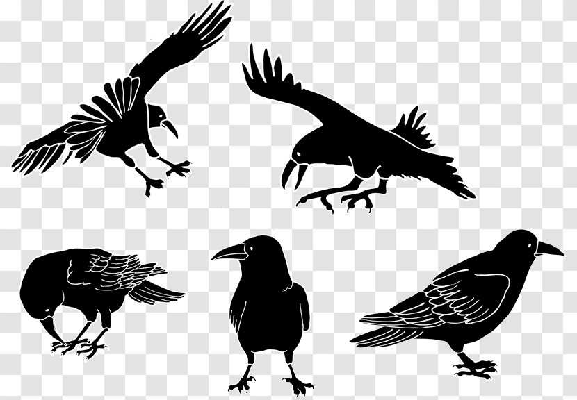 American Crow Drawing Cartoon - Organism Transparent PNG
