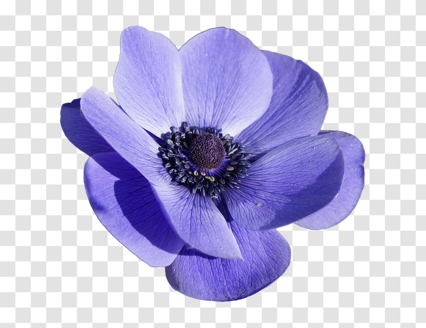 Blue Flower Painting Acrylic Paint Poppy Anemone - Sea Transparent PNG