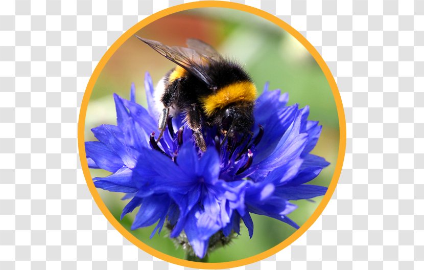 Bumblebee Honey Bee Insect New Zealand Transparent PNG