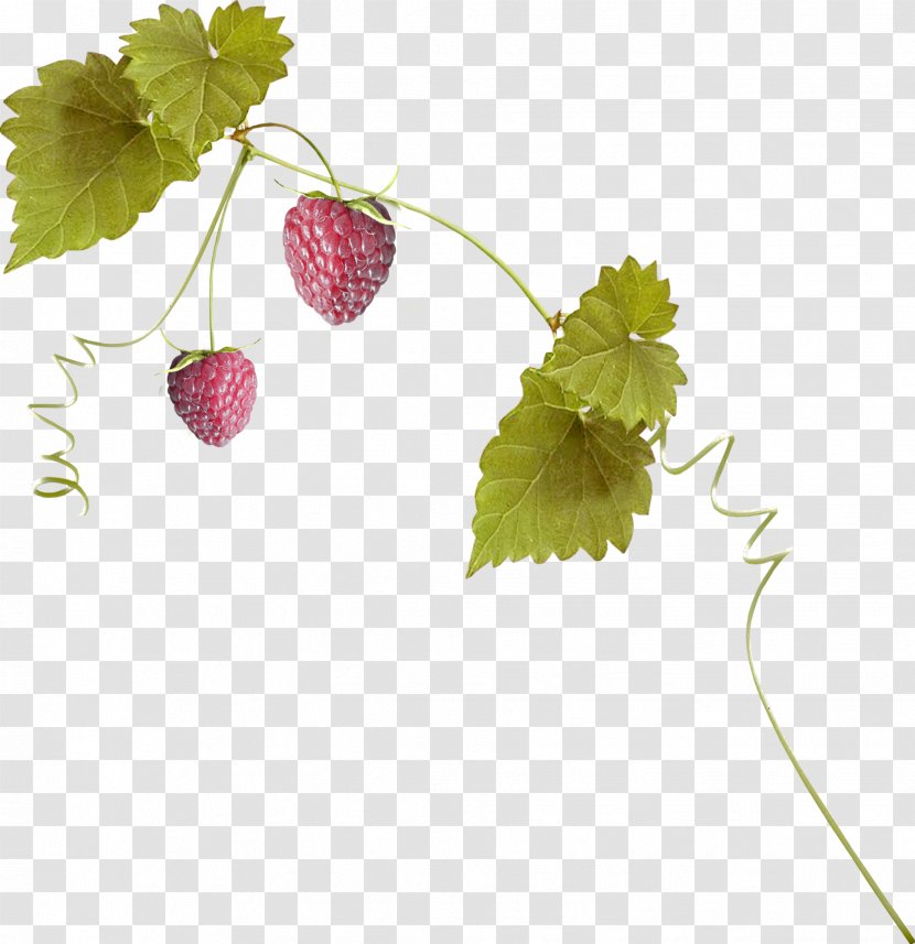 Strawberry Aedmaasikas - Leaves Transparent PNG