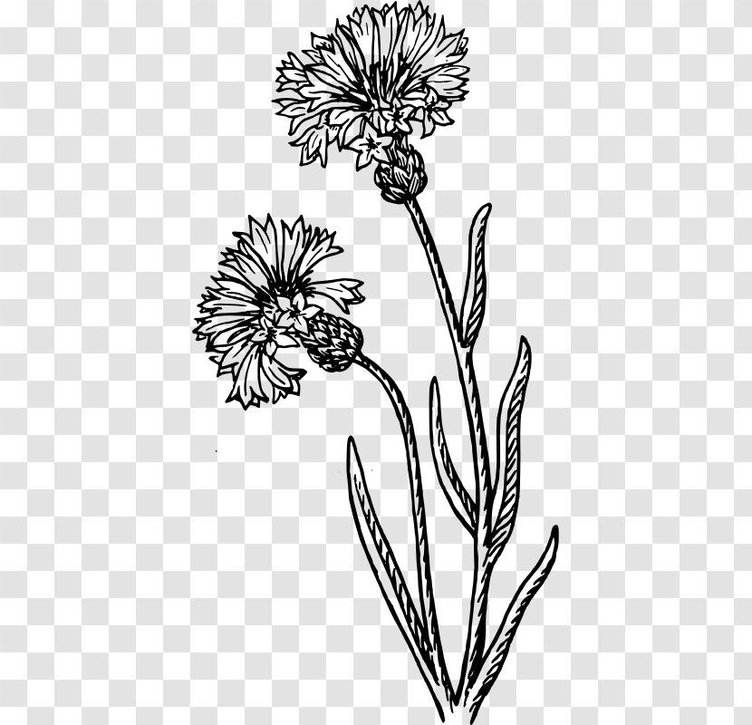 Cornflower Drawing Watercolor Painting - Plant Transparent PNG