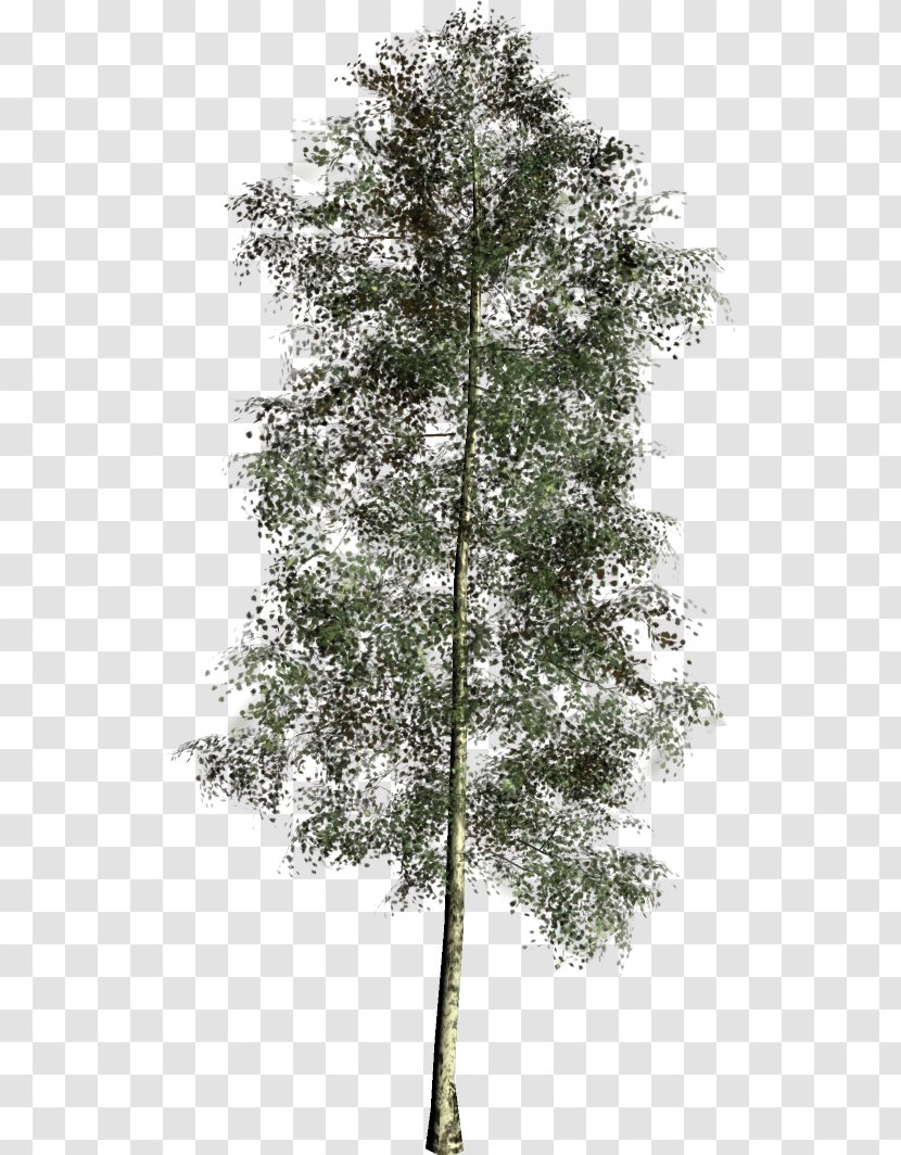 Larch Spruce Pine Fir Twig - Trunk Transparent PNG