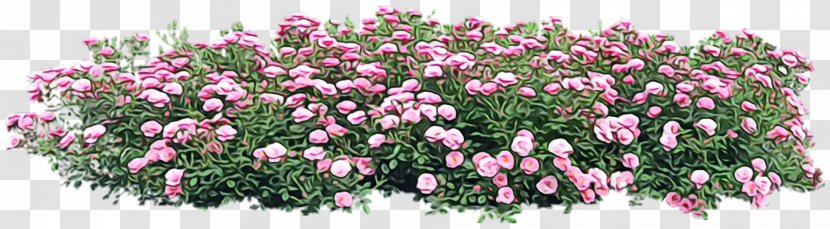 Flower Flowering Plant Cut Flowers Pink - Shrub - Family Groundcover Transparent PNG