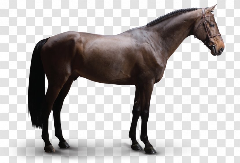 Arabian Horse Dutch Warmblood Stallion Howrse Foal - Breed - Warrant Transparent PNG
