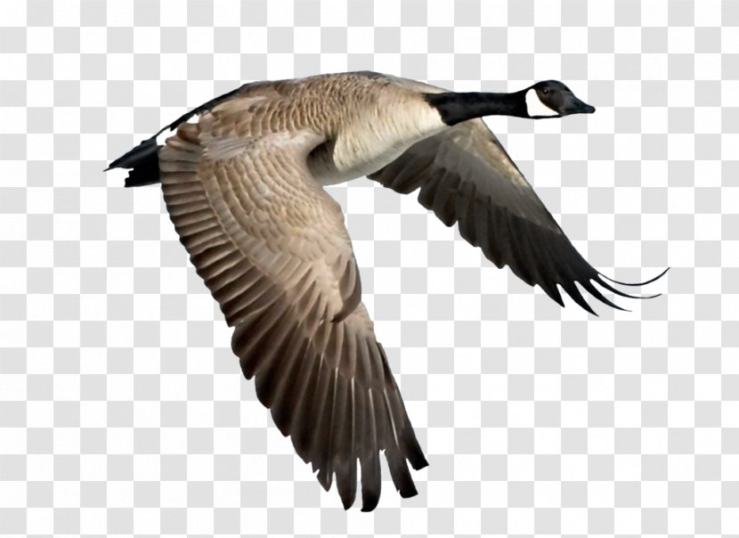 Canada Goose Bird Duck - Wing Transparent PNG