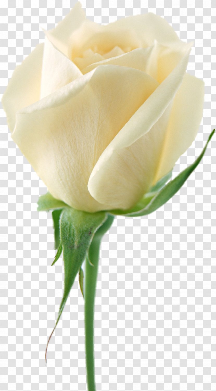 Cut-flower Roses Clip Art - Bud - White Transparent PNG