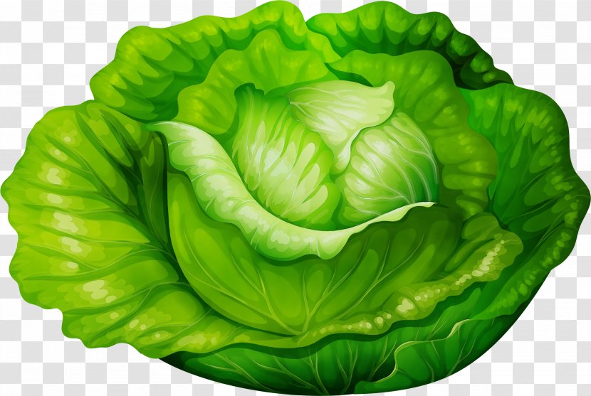 Green Cabbage Leaf Lettuce Vegetable - Paint - Food Plant Transparent PNG