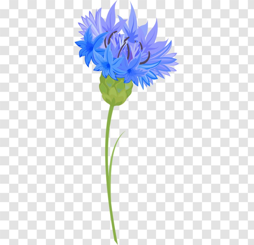 Blue Cornflower - Cut Flowers - Flower Transparent PNG