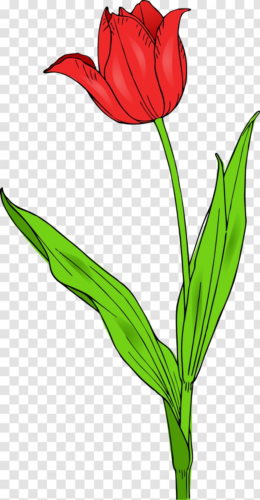 Flower Tulipa Gesneriana Clip Art - Plant Stem - Spring Background Clipart Transparent PNG