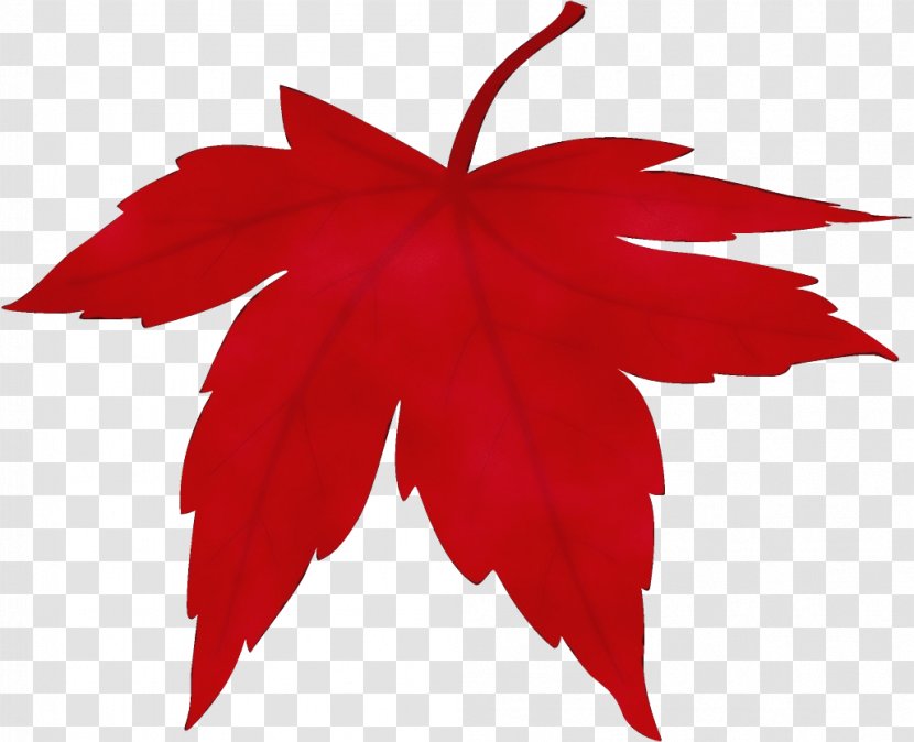 Maple Leaf - Woody Plant - Sweet Gum Transparent PNG