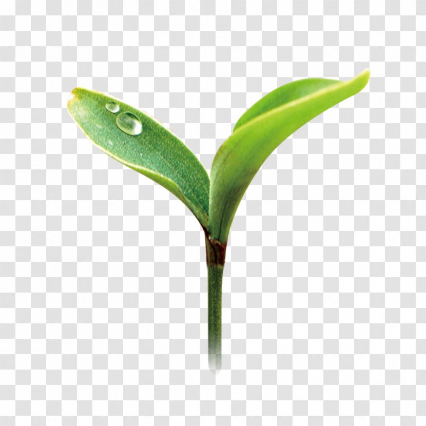 Green Euclidean Vector Herbaceous Plant - Grass Transparent PNG