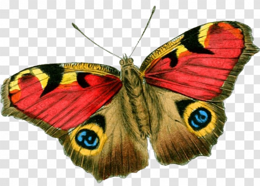 Tiger Cartoon - Aglais - Emperor Moths Wing Transparent PNG