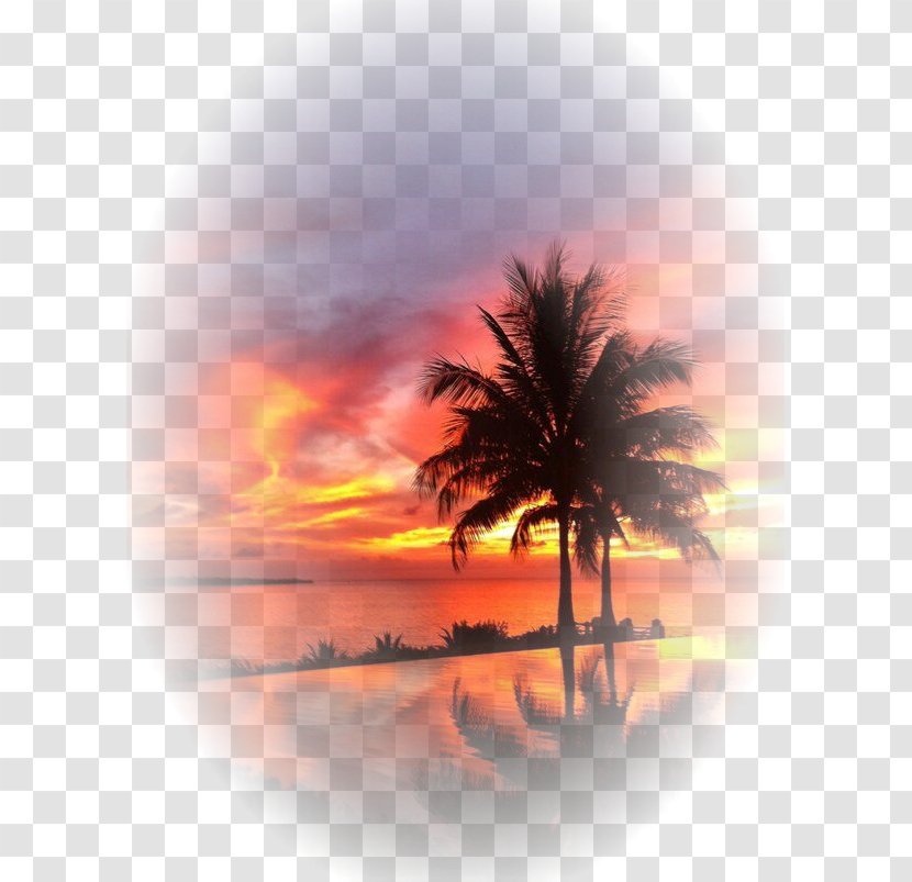 Beach House Photography Poster - Tree - Planetes Transparent PNG