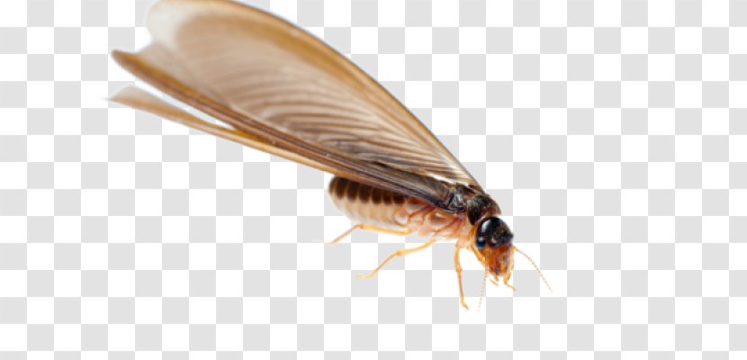 Termite Ant Cockroach Insect Nuptial Flight - Invertebrate Transparent PNG