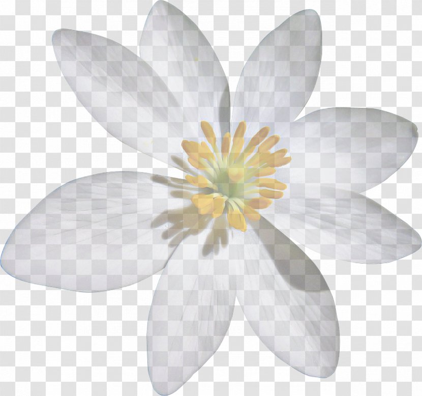 Petal White Flower Flowering Plant - Magnolia Family Transparent PNG