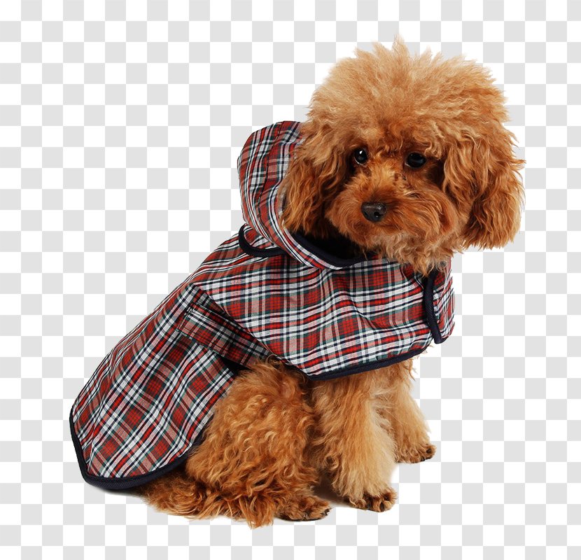 Dog Puppy Raincoat Hoodie Clothing - Accessories Transparent PNG