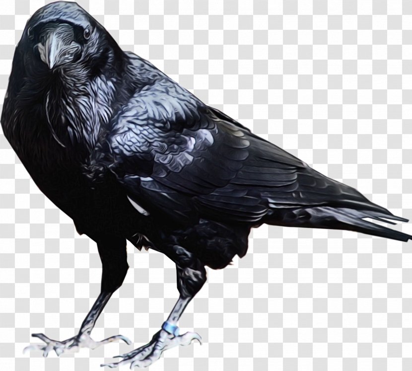 Cartoon Bird - Crowlike - Perching Blackbird Transparent PNG