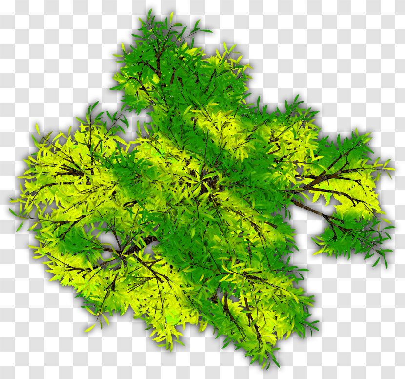 Matcha Green Tea Tree Pine - Family Transparent PNG