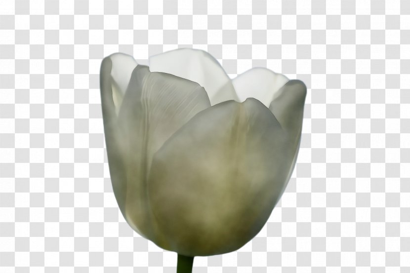 White Lily Flower - Plant - Herbaceous Magnolia Family Transparent PNG